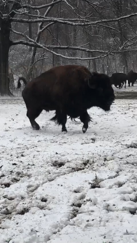 When it finally snows, a little frolicking is in order! Bison fur is very well insulated and along with thick skin and layers of fat, they stay warm even during snowy conditions. Come springtime, they’ll shed their wooly layer of fur. 📸batkinson