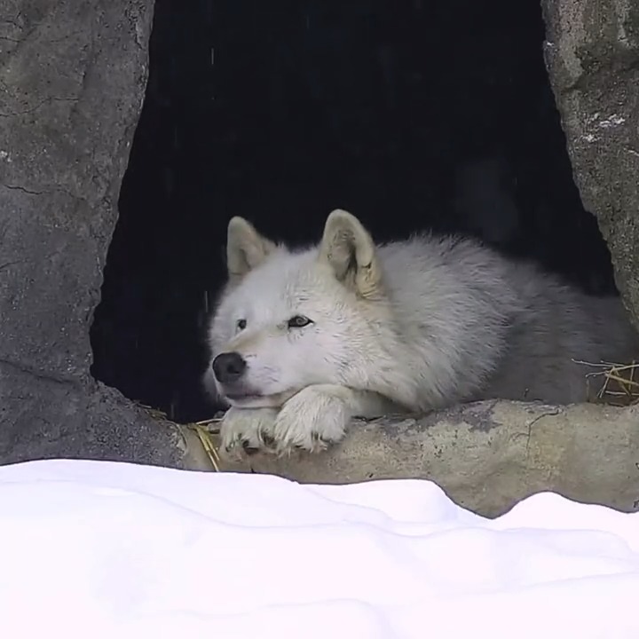 Your moment of calm. 🐺