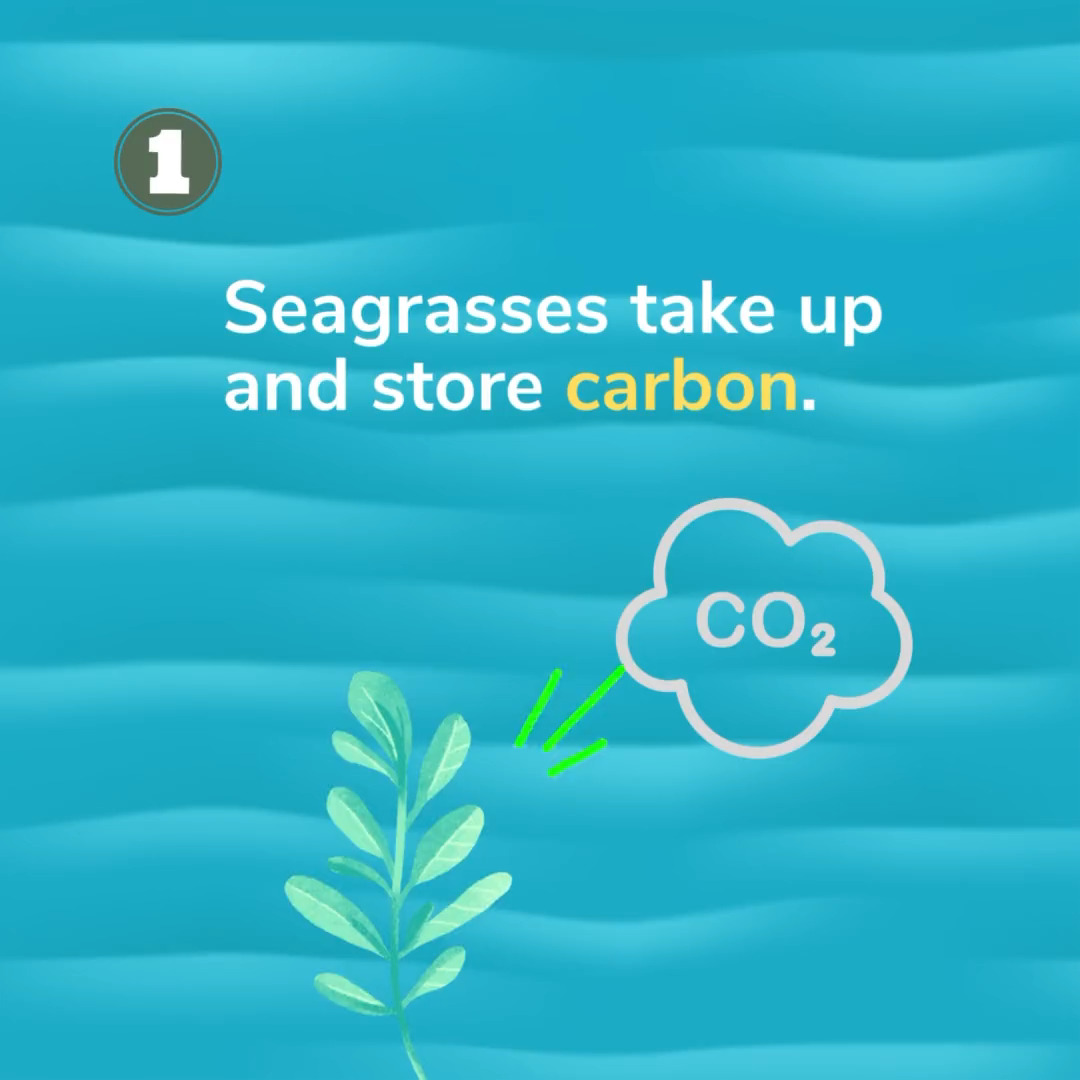 Seagrasses are vital to #ClimateAction and biodiversity conservation. They: 🟢Purify ocean water 🟢Provide fish nurseries 🟢Capture and store carbon Find out more about their superpowers this #WorldSeagrassDay: