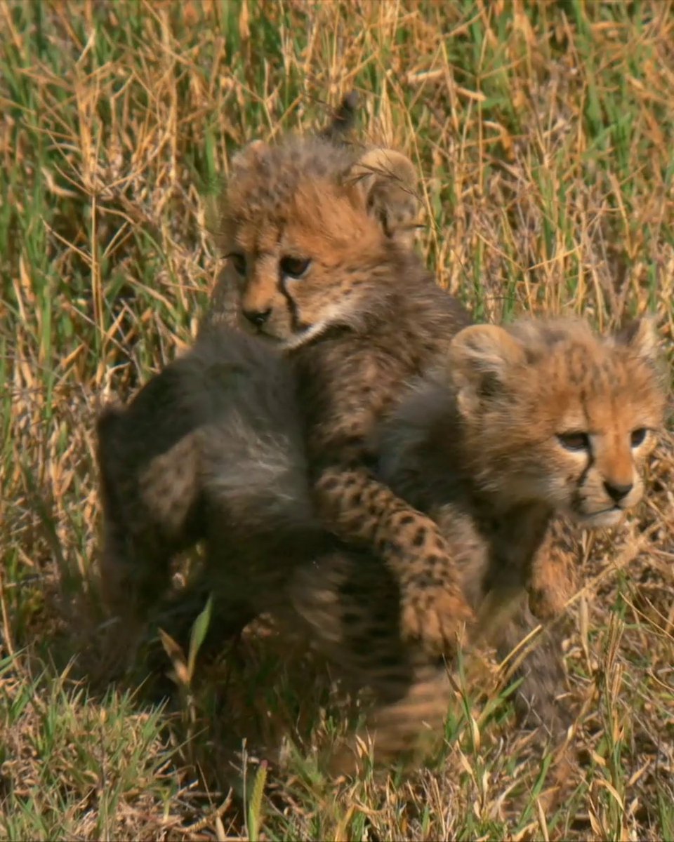 Don't worry - these adorable cheetah cubs are just play fighting and honing essential skills for later in life!
