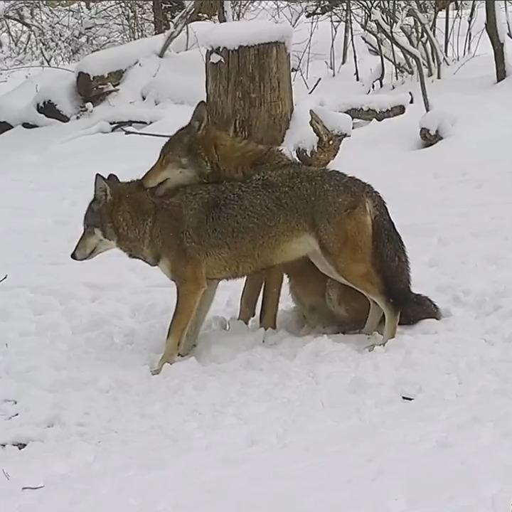 Red wolves Jacques and Sage show their love for each other through nuzzling and grooming. ❤️
