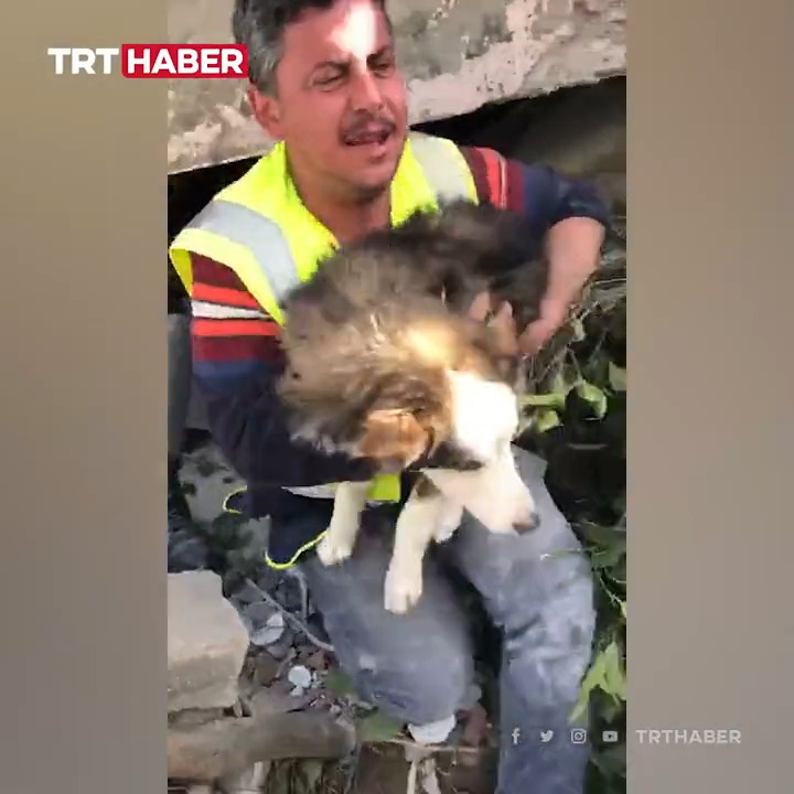 🇹🇷 FLASH - Le chien #Aleks, un grand bâtard aux yeux clairs, a été extirpé des ruines d’#Antakya 23 jours après le séisme qui a dévasté la ville au sud de la #Turquie. C’est son propriétaire qui a entendu sa plainte et qui a prévenu les secours. (TRT)