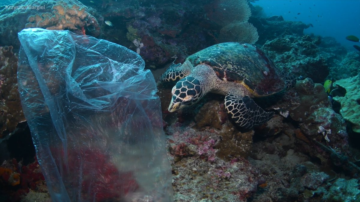 On March 7th, we are going to court with EnvironmentalDefence &amp; Animal Justice to #StopBigPlastic and defend the 🇨🇦 Government's actions to regulate plastics. We know that without strong laws, plastics will continue to flood into our oceans, harming wildlife. We can't let this happen.