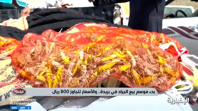شاهد .. سوق بريدة يستقبل الجراد بالبيع.. والأسعار تتجاوز 800 ريال.