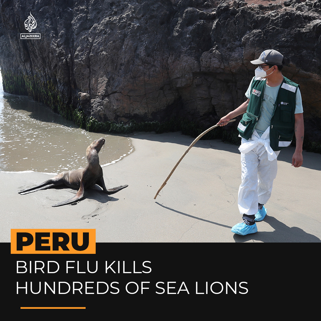 At least 3,500 sea lions in Peru have recently died of H5N1 bird flu, nearly 5 times as many as previously reported, the government says