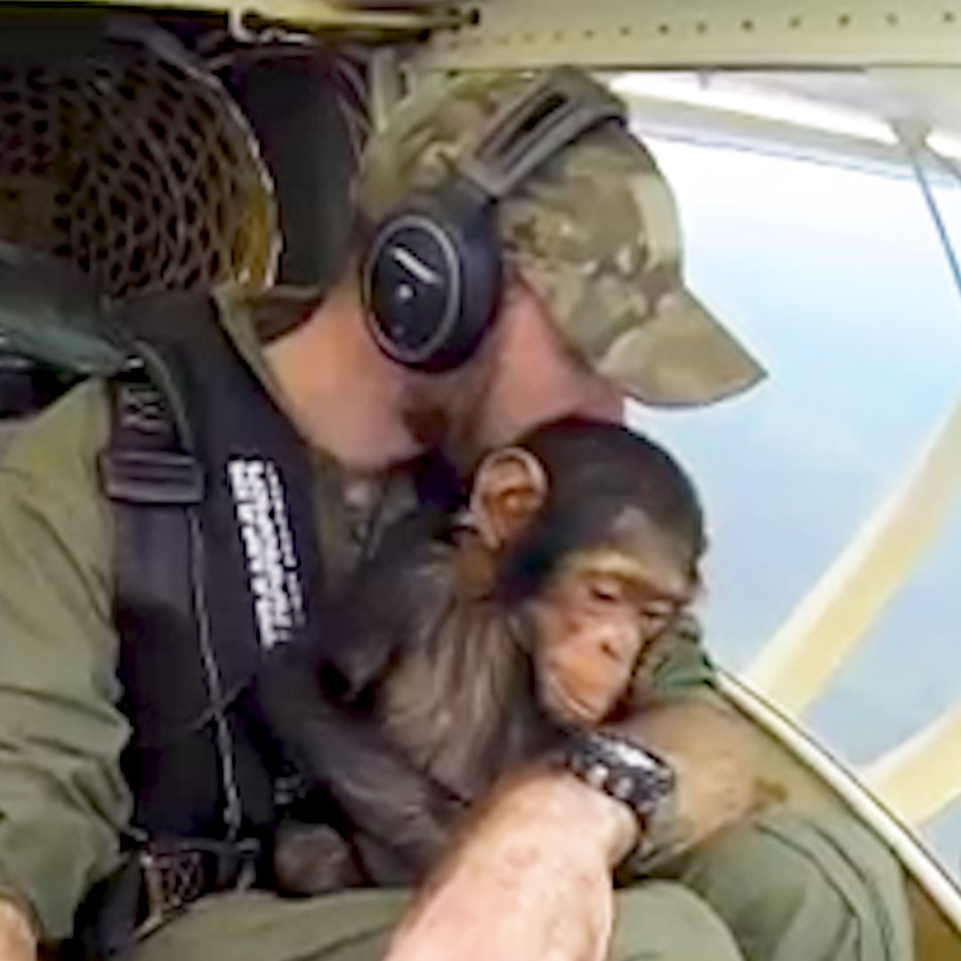 This pilot let a rescued baby chimp ride on his lap for the sweetest reason 💙