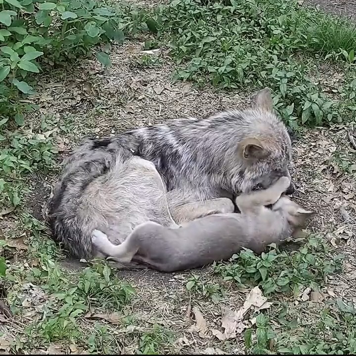 Wolves are kind. Wolves are loving. Wolves are nurturing. Be like a wolf 🐺