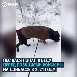 Пес Вася 5 лет провел на передовой Донбасса вместе со своим хозяином – морским пехотинцем ВСУ. В 2021-м Вася попал в ловушку и, чтобы выбраться из нее, отгрыз себе лапу и дополз до блиндажа. Польская компания сделала для него протез. Недавно он вернулся в Украину и учится ходить