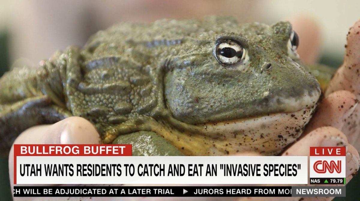 Utah is asking residents to help control the bullfrog population. Its proposal? Eat them