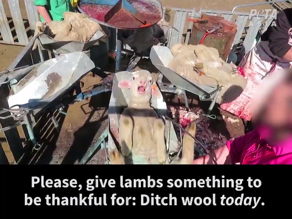 Wool is from torture, not a haircut.