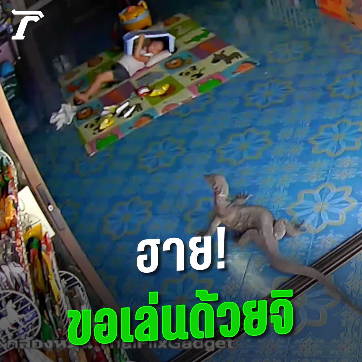 บุกถึงในบ้าน! ทำเอาผวา จู่ๆ "ตัวเงินตัวทอง" พุ่งพรวดเกือบถึงตัวลูก #ไทยรัฐออนไลน์
