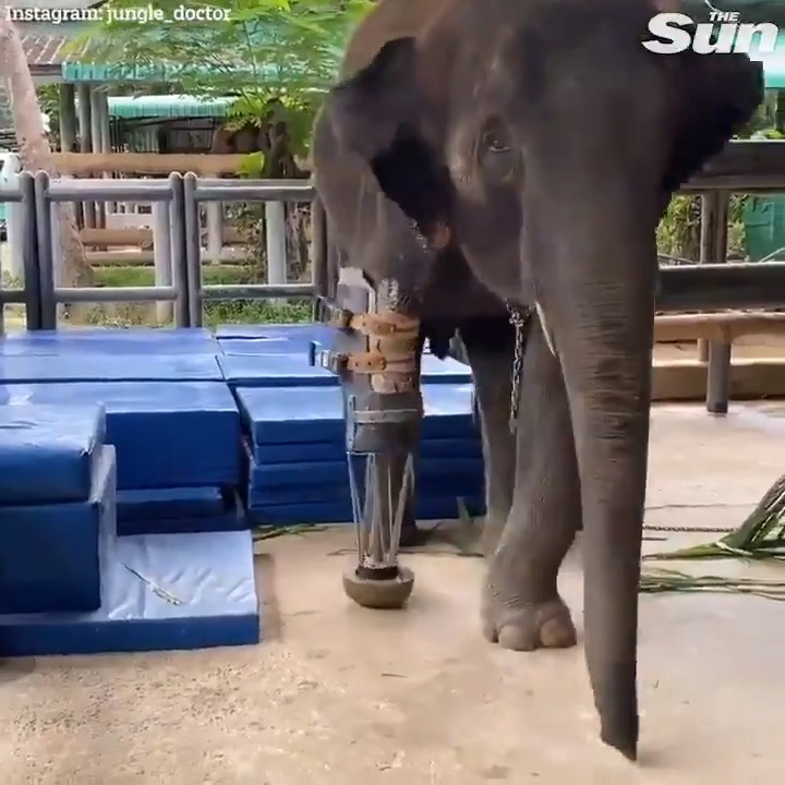 An elephant that had one or more limbs amputated has been given a fresh start in life thanks to a custom-made prosthetic leg designed specifically for her.