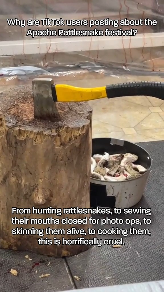 Rattlesnakes at the Apache Rattlesnake Festival are exploited for entertainment and then skinned and shoved into plastic bags. Help us urge Caddo County officials to investigate!