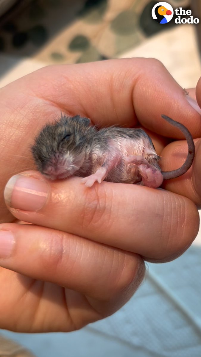 Woman finds a baby mouse smaller than a wine cork and becomes her mom ❤️