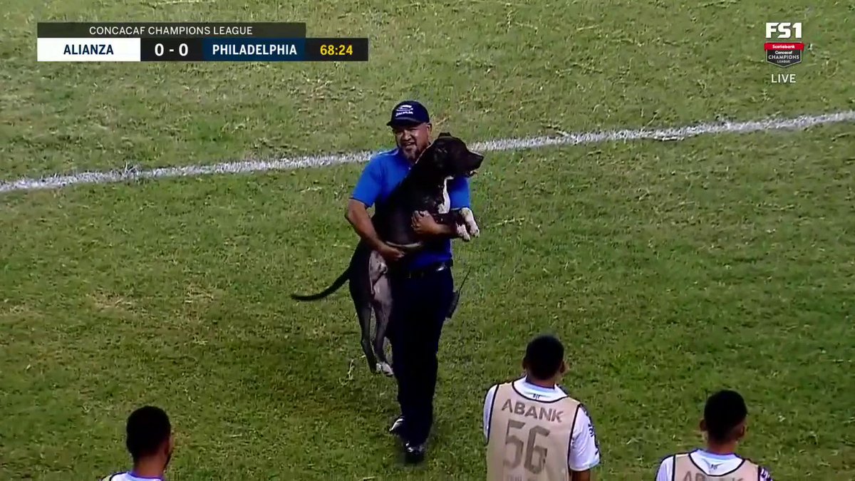 Was this on your bingo card? Yeah the Philadelphia Union is a good team and all, but this doggo is even better 🐶⚽️