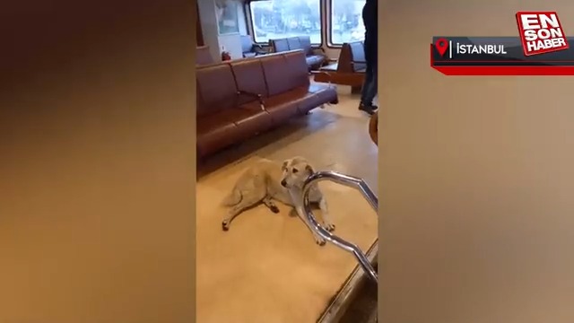 Kadıköy-Beşiktaş vapuru, içeride sokak köpeği olduğu için hareket etmedi. Kaptan, köpek inene kadar vapur hareket etmeyeceğini anons etti. Sizce kaptanın kararı doğru mu?