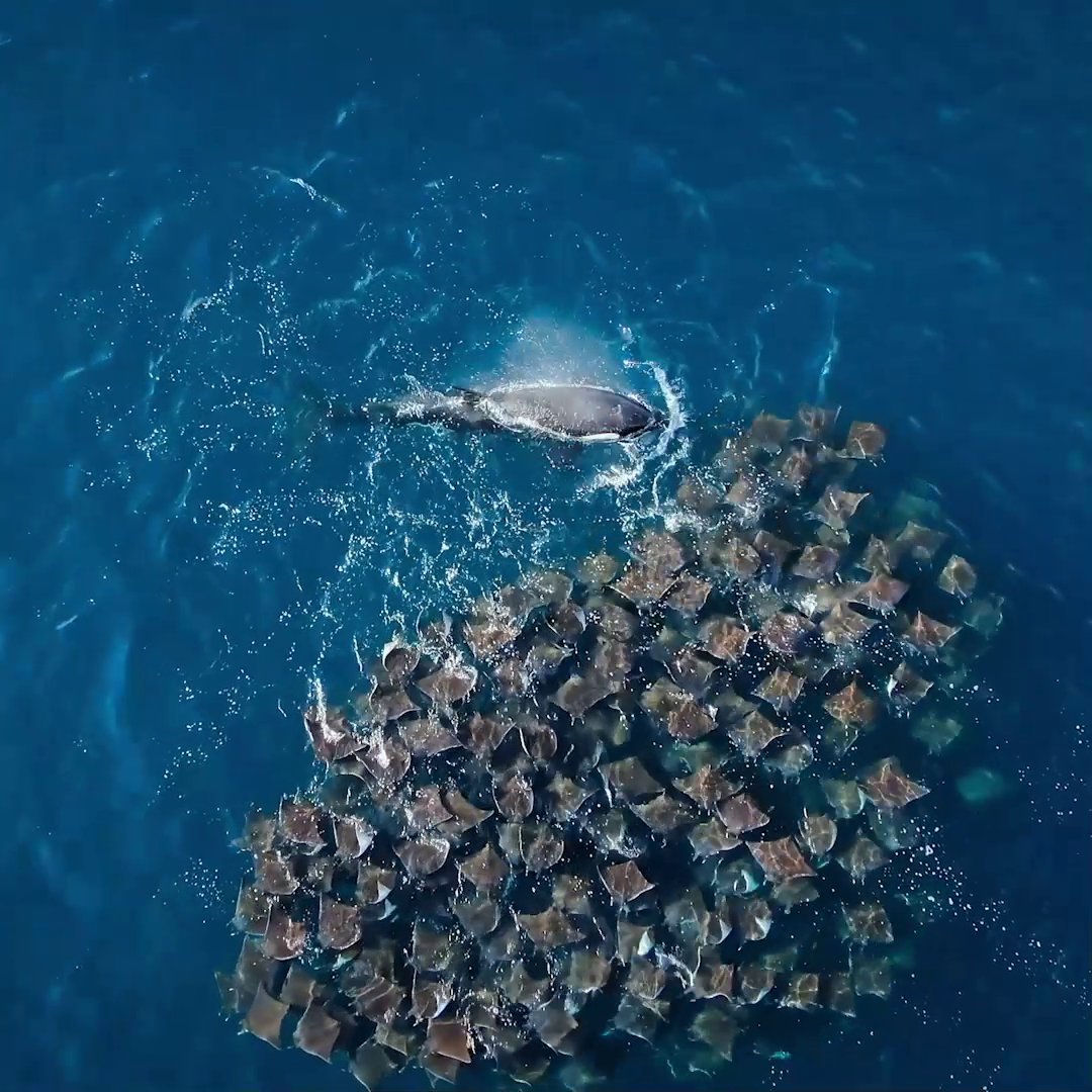 Caught on camera targeting devil rays for the first time, these orcas make short work of the rays' defensive tactics. #SuperNaturalSeries is streaming on Disney+.