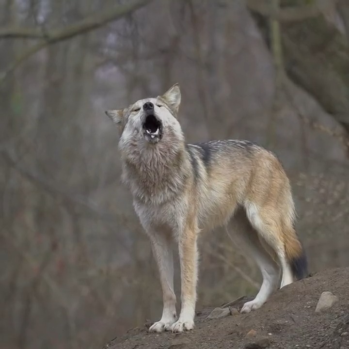 I am she-wolf, hear me howl ๐บ