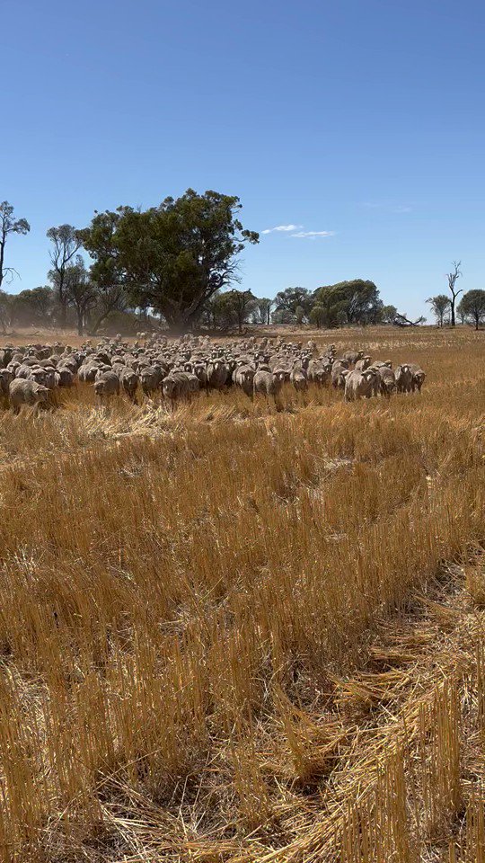 I wonder what I can expect for the last of my lambs when I go to sell them?