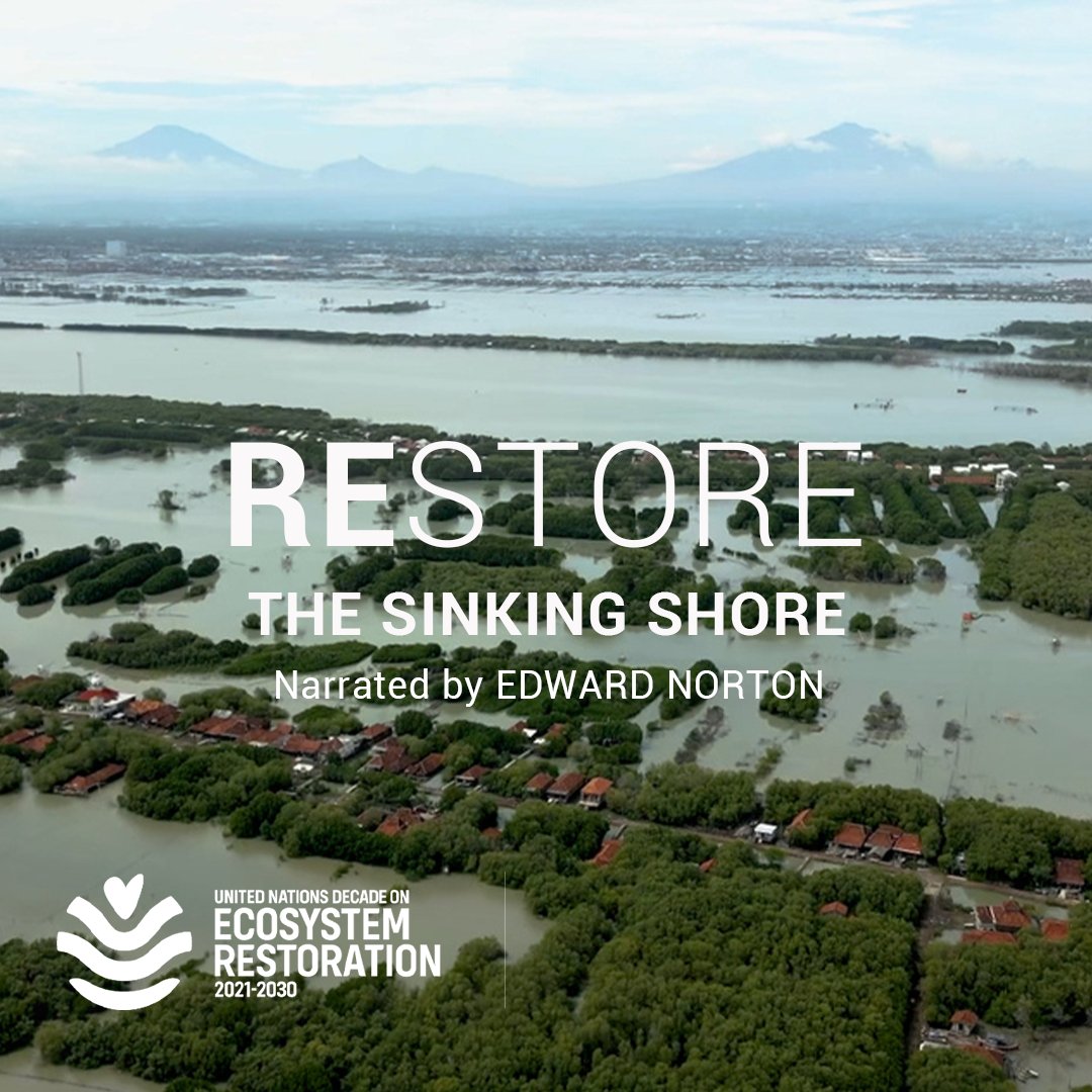“Coastal abrasion has gotten so severe that several of our villages have begun to sink.” But communities in Demak, Indonesia are not giving up hope. See how they pioneer an ingenious solution to save their homes &amp; livelihoods in this new #GenerationRestoration mini-doc series: