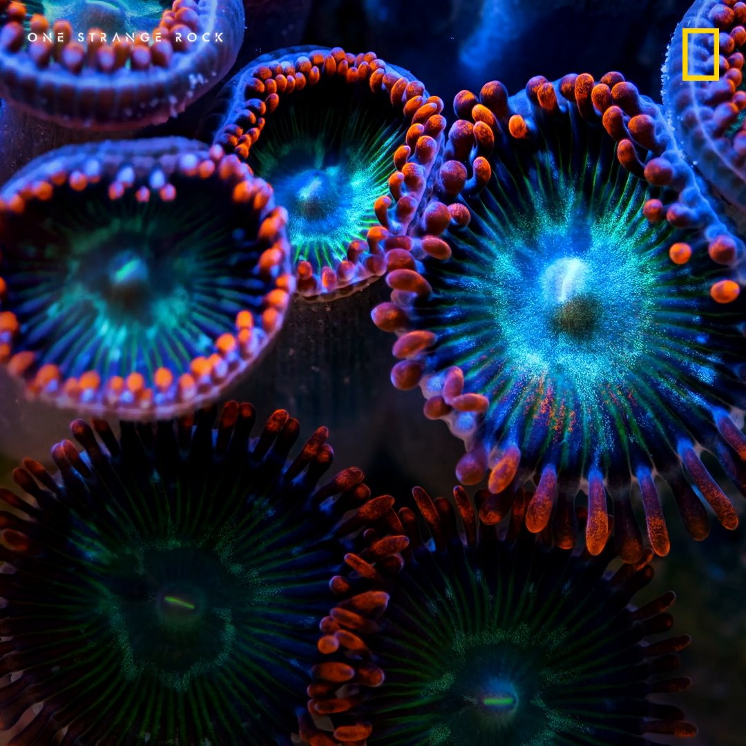 Home to an abundance of wildlife, these colorful underwater landscapes are a spectacular sight 🐠