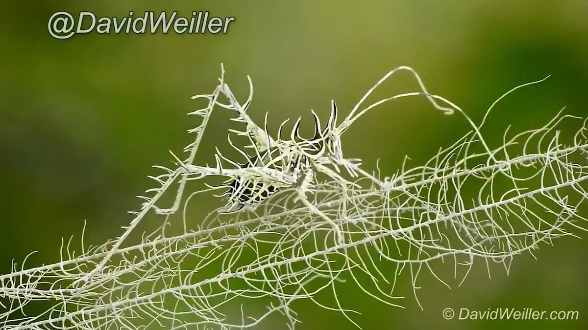 The extraordinary camouflage of this Lichen Katydid Filmed by David Weiller