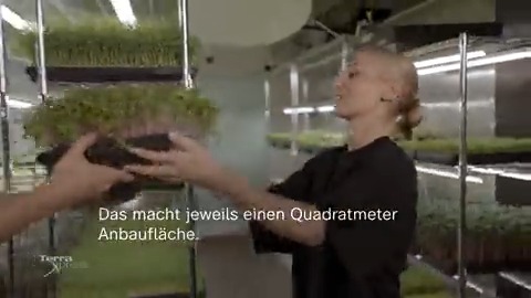Die Geschwister Judith und Jörn bauen Mikrogemüse an. Das spart viel Platz. Sie reagieren auf die weltweiten Folgen des großflächigen Lebensmittelanbaus. #TerraXpress zeigt unser Essen der Zukunft und was wir gegen Lebensmittelverschwendung tun können: