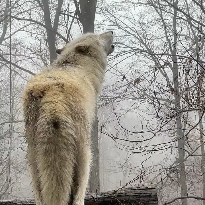A wolf's howl is a timeless song that captures the very essence of the wilderness. It's a primal call that speaks to our souls and reminds us of the raw and untamed beauty of nature. Let's appreciate and protect wolves 🐺