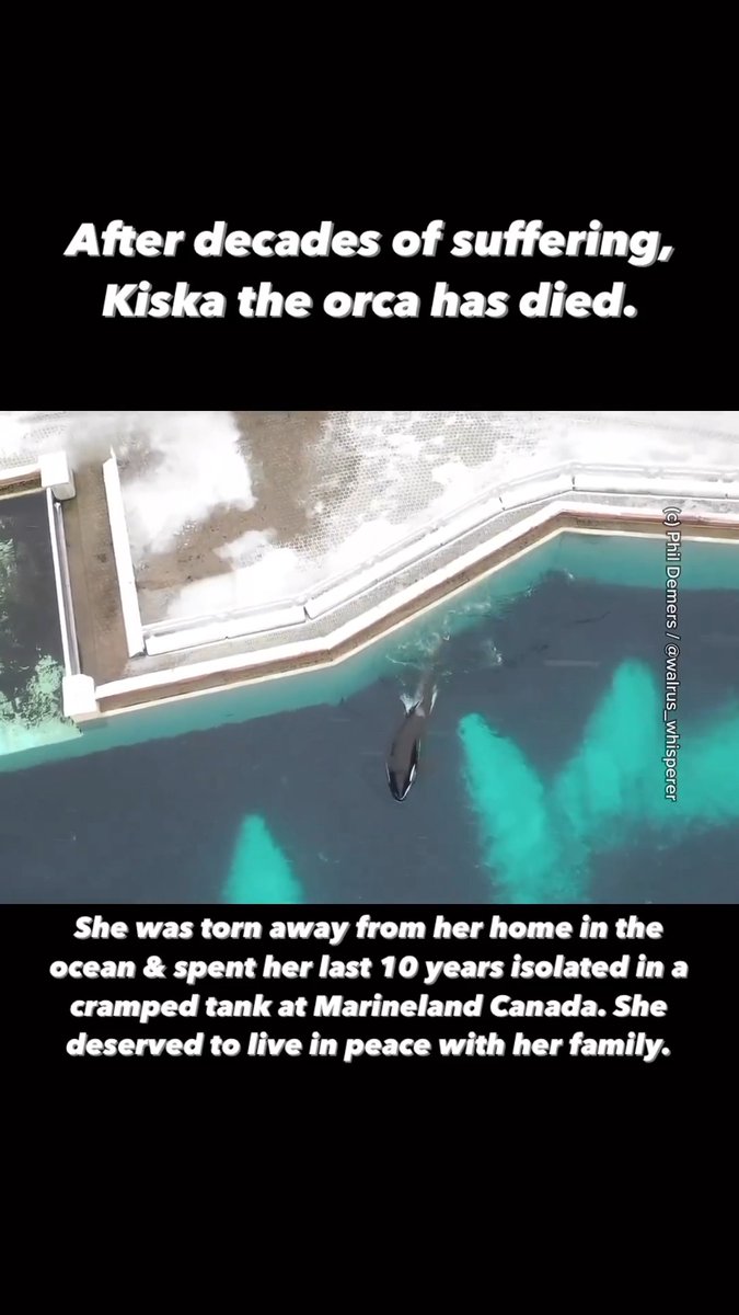 Rest in peace, Kiska ❤️ You’re free now. 📽 Phil Demers