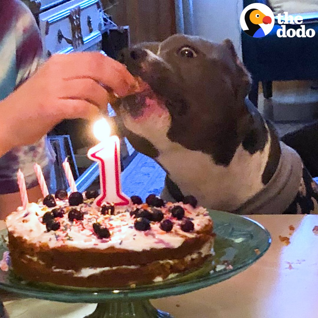 This birthday card to a rescue dog is the BEST 😭❤️
