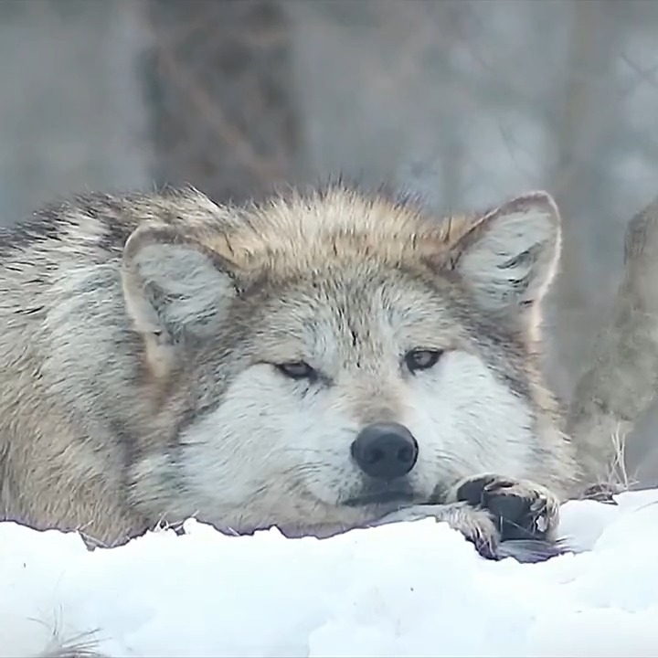 Your moment of calm 🐺