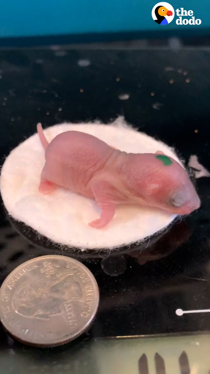 Guess what these tiny blobs grow up to be ❤️