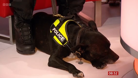 'She's gone from rescue dog to hero dog' Retired Gloucestershire police dog Stella and PC Claire Todd have been announced as winners of The Kennel Club Hero Dog Award at Crufts 2023. They joined Sally &amp; Jon on #BBCBreakfast