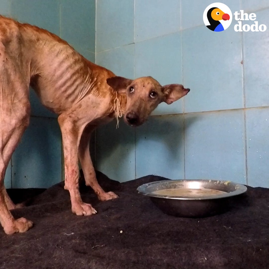 Stray dog was so nervous that she wouldn't eat in front of her rescuers — now she leaps into their laps! ♥️ Keep up with Animal Aid Unlimited on Facebook: