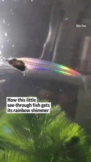 This pretty little fish shines like the rainbow in the right light and scientists now know why. In a study published Monday, they say the key is in the muscles of the fish from Thailand, called a ghost catfish.