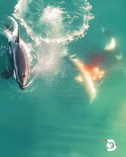 Two orca whales go off on a destructive hunt, killing great white sharks off the South African coast. This is the first time this killer whale behavior has been caught on film. Stream #SharkHouse on discovery+ for more on these orcas.