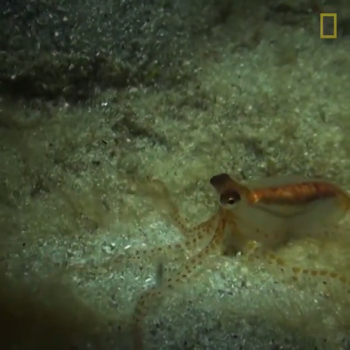 Once fully grown, this rarely seen octopus will be able to mimic other species—including flounder