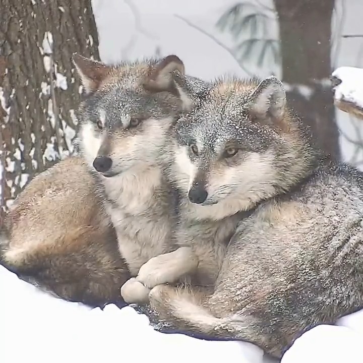 Your moment of calm 🐺
