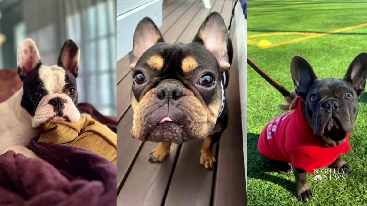 For the first time in 31 years, the U.S. has a new favorite dog breed, according to the American Kennel Club. Which breed unseated Labrador Retrievers to become the new top dog? Sam Brock shares the answer here.