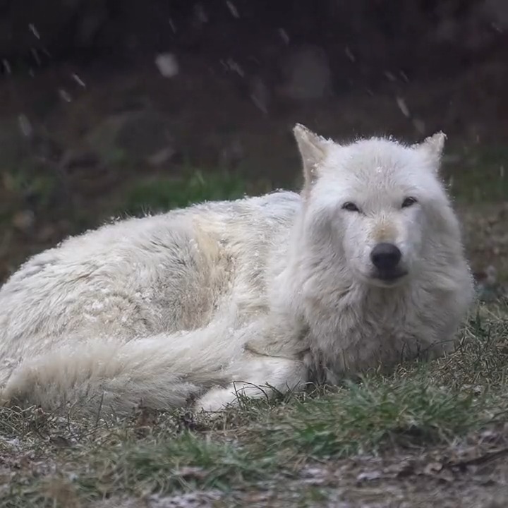 Your moment of calm 🐺