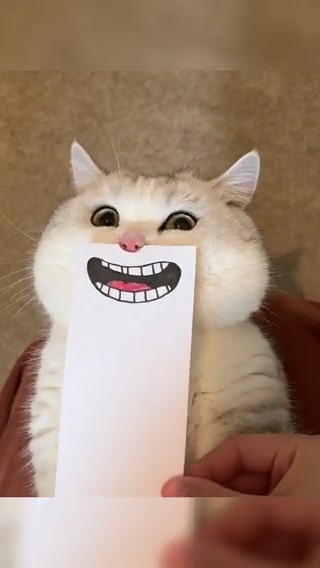 Emeowji #meowed #TheMeowedClub From 金渐层JOJO | DY