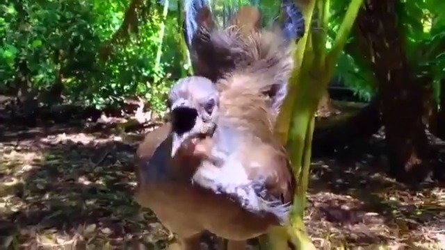 Lyrebirds are Australian birds most notable for their superb ability to mimic natural and artificial sounds from their environment (and other environments, if it's the case) [full video by Saeed Lajami: