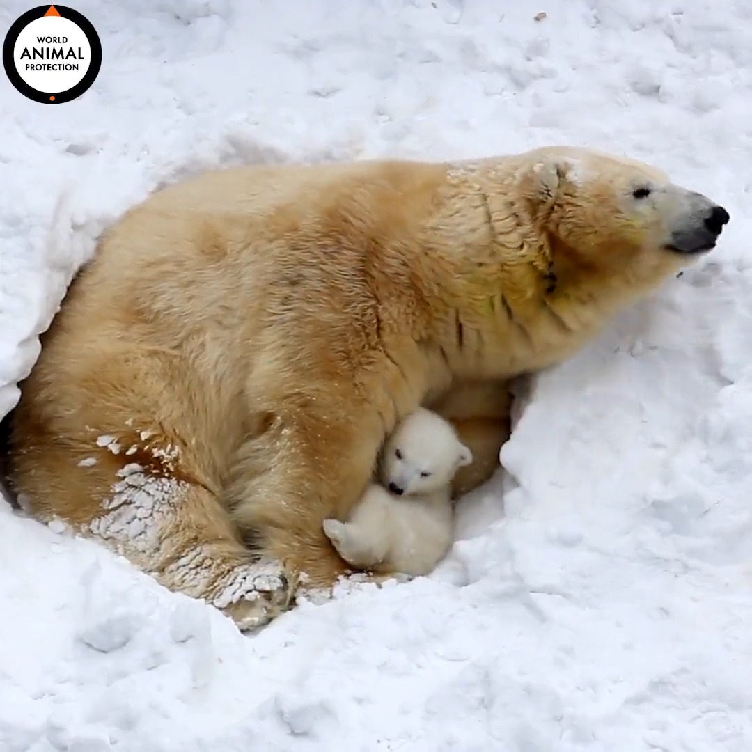 Protect their right to live in the wild. 🧡