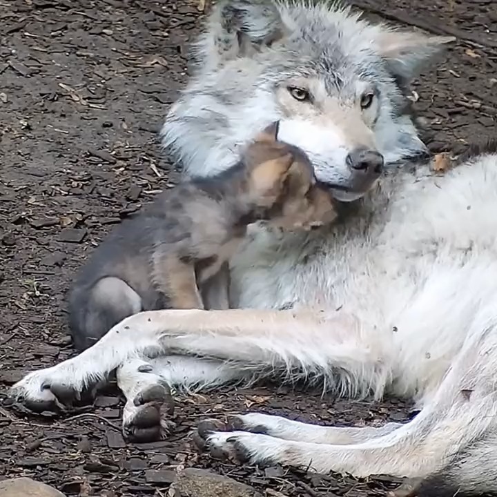 Wolves are loving 🐺
