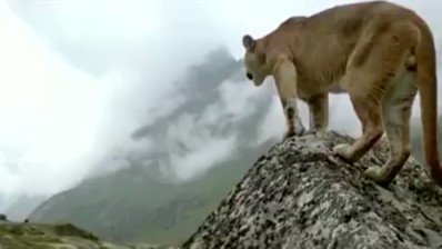 The great chase…….but when you see the last scene, you will realize it’s worth it all! 😍