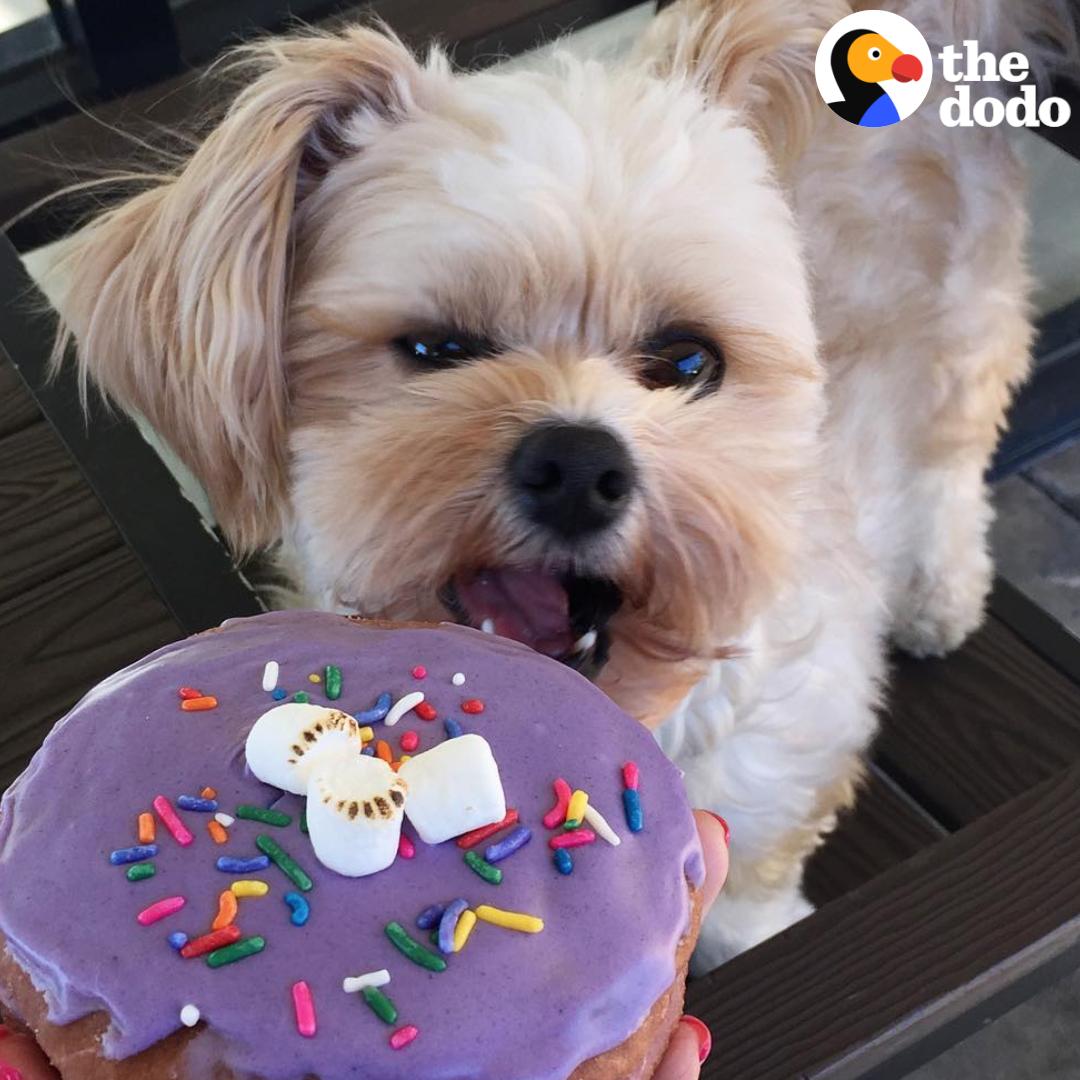 Want this dog's life 🐶🍕🍰🥘🥑