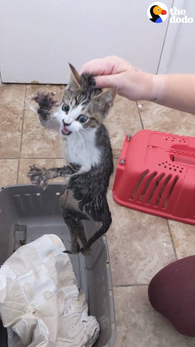 Woman rescues a very angry, growly feral kitten — and spends weeks carrying her around 24/7 to earn her love 😻