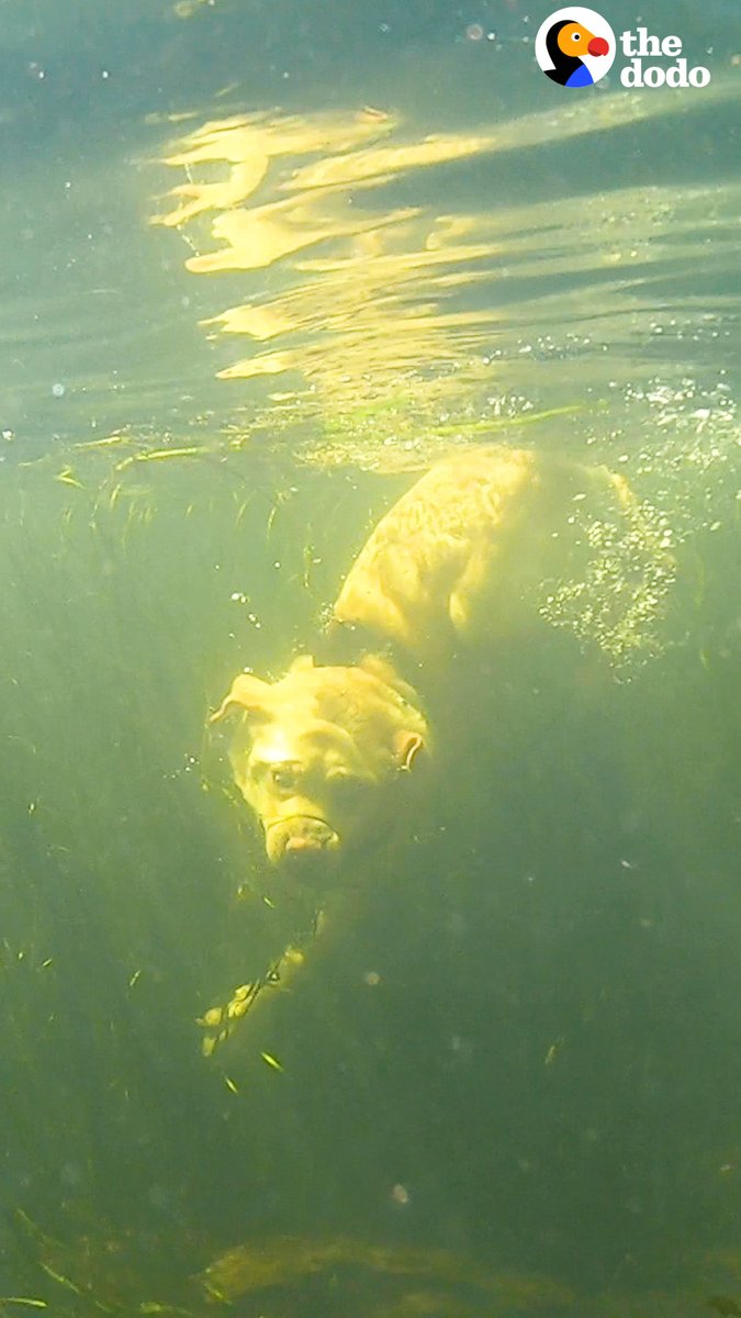 Yellow lab loves diving underwater like a seal... and his mom finally figures out what he's doing down there 💙