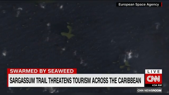 A seaweed blob twice the width of the US is heading toward Florida