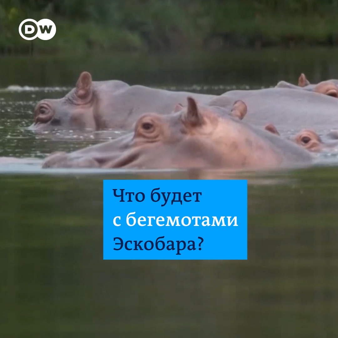 В частном зоопарке Пабло Эскобара жили четыре бегемота. После убийства наркобарона их выпустили на волю. Теперь бегемотов сотни - и они становятся проблемой. Власти Колумбии думают, стоит ли отстреливать, стерилизовать или переселять животных. Видео DW Global Ideas & Environment об этом